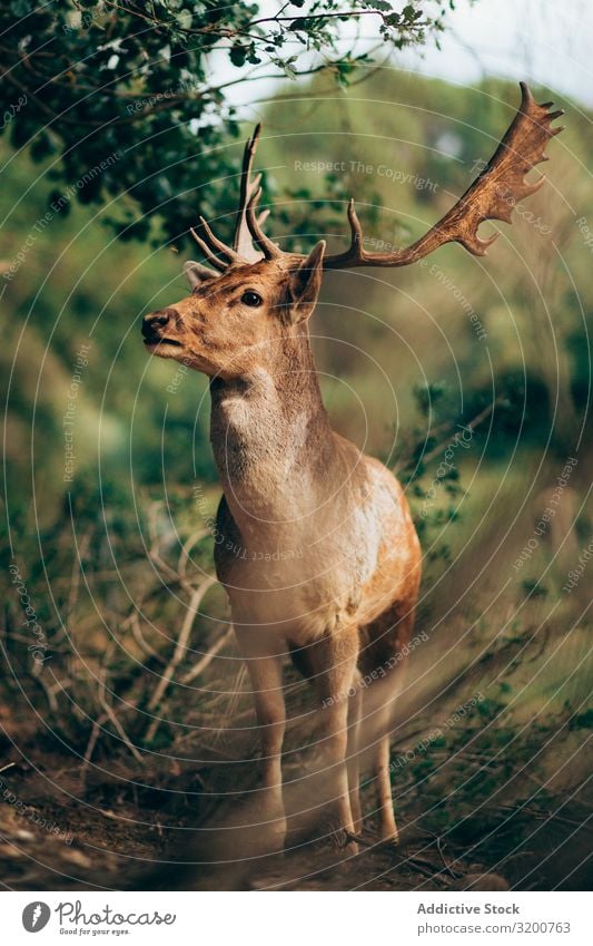 Elch auf dem Land stehend Natur Fressen Horn Säugetier Kauen wild Tier Umwelt Wildnis Wapiti-Hirsche Lebewesen ökologisch Biotop Menschenleer Pflanzenfresser