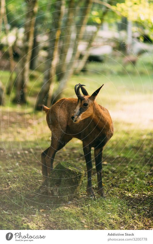 Junge Gazelle im Wald stehend Gazellen Natur wild Stumpf Moos Sonnenstrahlen Tag Jugendliche Säugetier Tier Antilopen Reserve Hain Landschaft Menschenleer