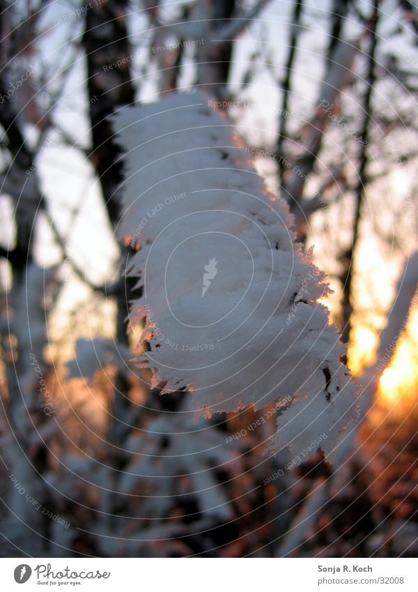 Väterchen Frost I Winter Winterabend Sonnenuntergang kalt Eis Ast Zweig