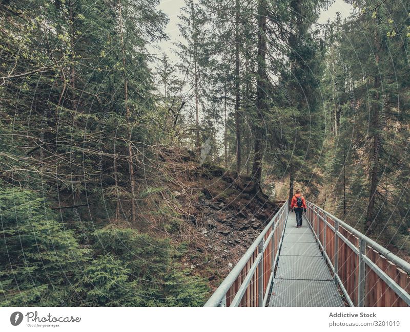 Reisende bewundern malerischen Blick auf den Bergwald Reisender bewundernd Wald Berge u. Gebirge Aussicht Tourist wandern schön Wege & Pfade Alpen Dolomiten