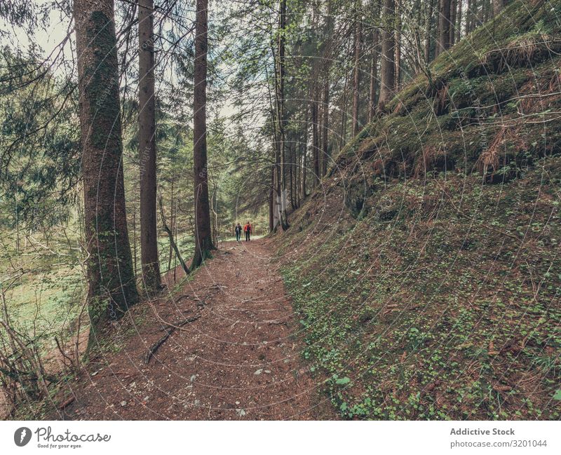 Touristen, die auf einem Pfad durch einen schönen Wald wandern laufen Wege & Pfade Wanderer bewundernd Aussicht wild Gegend Alpen Dolomiten Italien malerisch