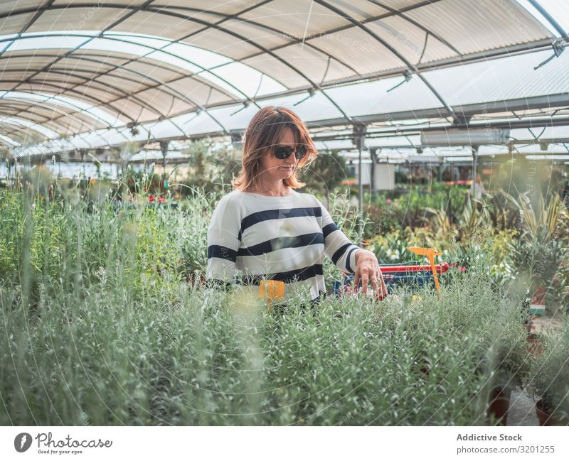 Nachdenkliche Frau wählt Blumen auf dem Markt aus Gewächshaus Pflanze grün auserwählend Gartenarbeit Kunde Zimmerpflanze Erwachsene Mensch Fürsorge besinnlich