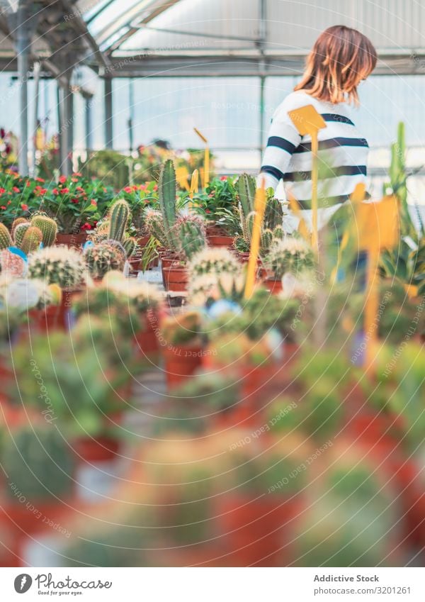 Weiblicher Kunde wählt Blumen im Gewächshaus Frau Karre kaufen Pflanze Überstrahlung Gartenarbeit Erwachsene Mensch stehen Putten auserwählend schön Gartenbau