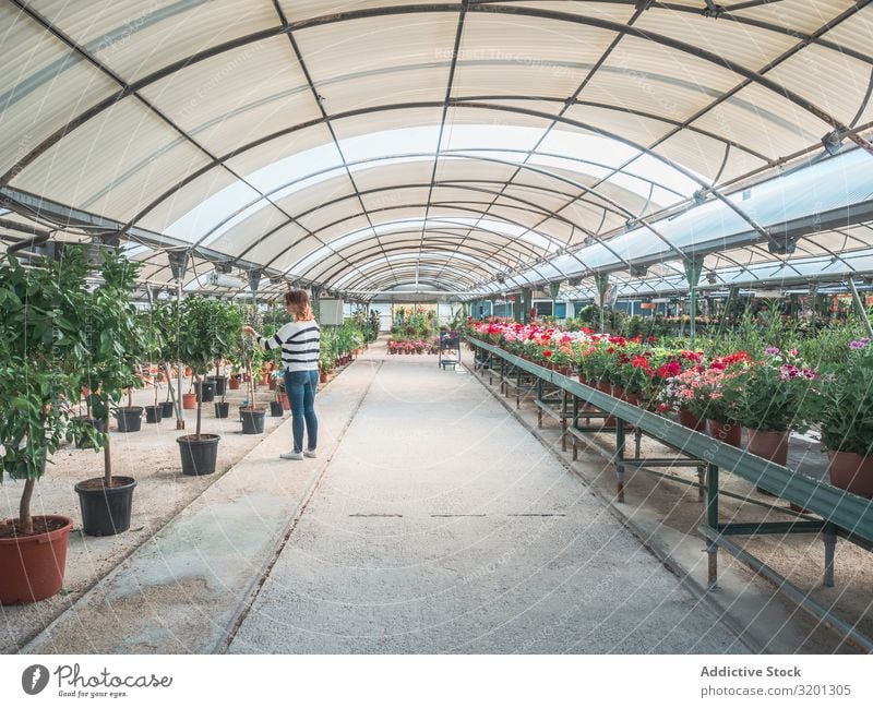 Weiblich mit buntem Blumenstrauß Frau Chrysantheme Haufen Überstrahlung mehrfarbig Blumentopf Erwachsene Mensch Halt Gartenarbeit Zimmerpflanze Blüte schön gelb