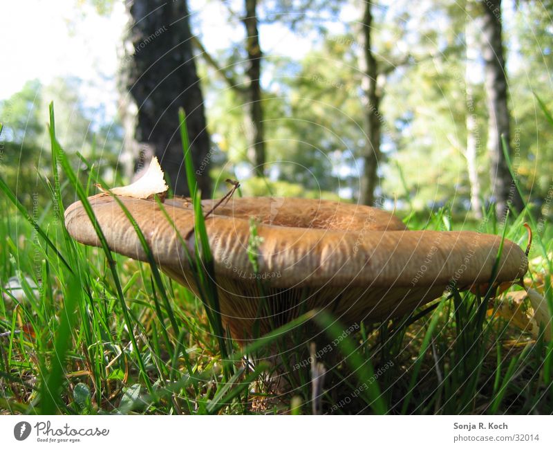 Riesenpilz Herbst Wald Wiese Pilz Nahaufnahme Makroaufnahme