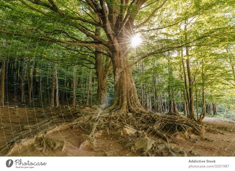 Baum inmitten des Waldes Natur Landschaft grün Ferien & Urlaub & Reisen schön Park Pflanze Umwelt Gras Trekking wandern Sonnenlicht Sonnenstrahlen Jahreszeiten