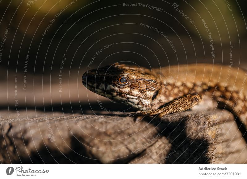 Winzige Eidechse am Rüssel Tier Lizard Holz Detailaufnahme Tierwelt Reptil Natur frei schließen Makroaufnahme Nahaufnahme natürlich braun klein wild grün