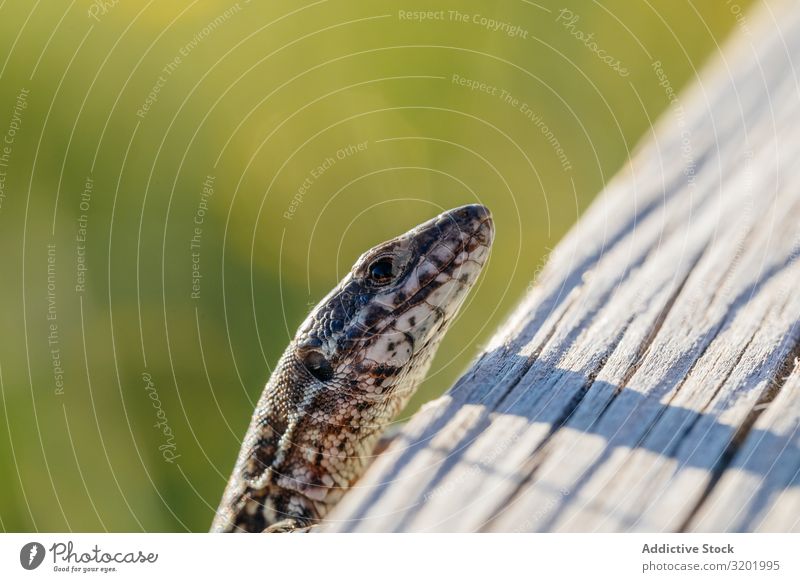 Winzige Eidechse am Stamm Tier Lizard Holz Detailaufnahme Tierwelt Reptil Natur frei schließen Makroaufnahme Nahaufnahme natürlich braun klein wild grün