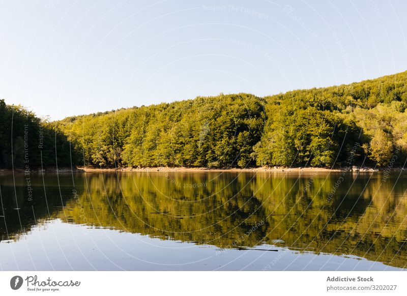 Reflexionen im See eines Waldes Sträucher Sonnenuntergang Landschaft ruhig Himmel Oberfläche Reflexion & Spiegelung grün Wasser Natur Aussicht Pflanze Küste