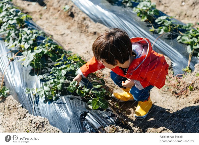 Kind berührt Blätter in Sträuchern im Gartenbeet genießend Kommissionierung Pflanze grün Blatt Natur organisch Landwirtschaft niedlich Ernte schön reif süß