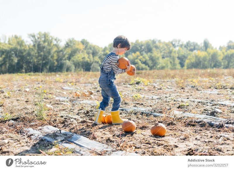 Kind in Denim-Overall sammelt Kürbisse im Hof Kommissionierung Orange genießend Natur organisch niedlich Ernte schön reif Kindheit Freizeit & Hobby Gartenarbeit