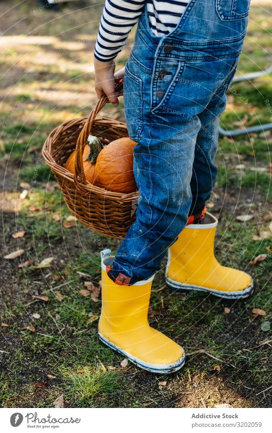 Kind in Denim-Overall sammelt Kürbisse im Hof Kommissionierung Orange genießend Natur organisch niedlich Ernte schön reif Kindheit Freizeit & Hobby Gartenarbeit