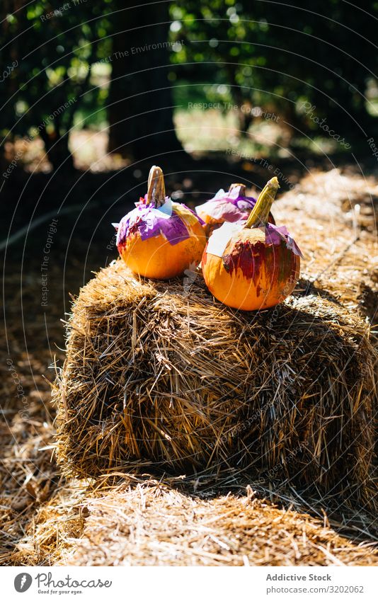 Kleine Kürbisse in trockenem Heu im Hof Orange Gemüse Pflanze Natur organisch Landwirtschaft Kind niedlich Ernte schön reif süß Freizeit & Hobby hell Herbst