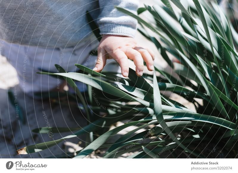 Kleine Hand erkundet die Vegetation in der Natur Kind klein Pflanze Sand Berge u. Gebirge Säuglingsalter niedlich Spielen Freude erkundend schön heiter Kindheit