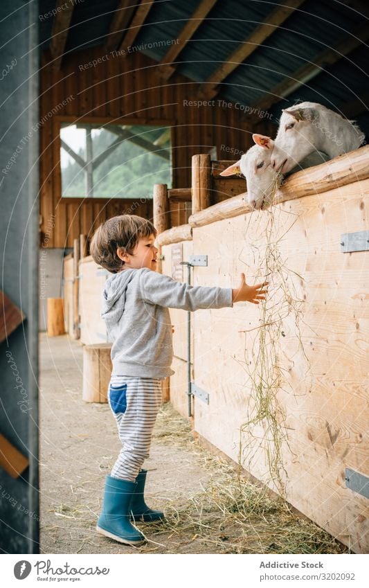 Kind streckt trockenes Gras auf Ziegen im Hof aus füttern Freizeit & Hobby natürlich heiter ländlich Wachstum Lifestyle Genuss reizvoll Dorf schön Natur