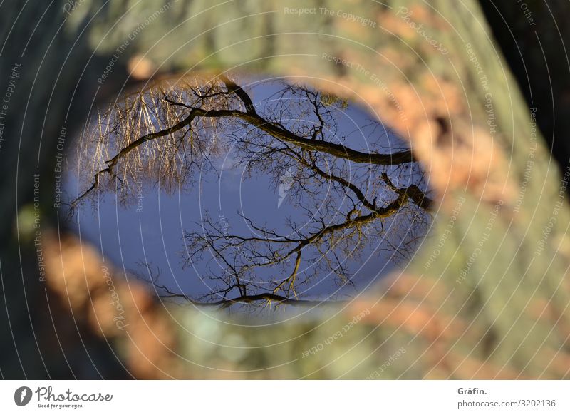 Spieglein, Spieglein Dekoration & Verzierung Umwelt Natur Pflanze Himmel Wolken Herbst Schönes Wetter Baum Spiegel Kitsch Krimskrams Holz Glas glänzend leuchten