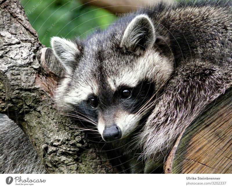 Waschbär beobachtet aufmerksam Natur Tier Wildtier Zoo 1 beobachten hängen hocken Blick warten natürlich Säugetier Neozoon Landraubtier Wachsamkeit Augen