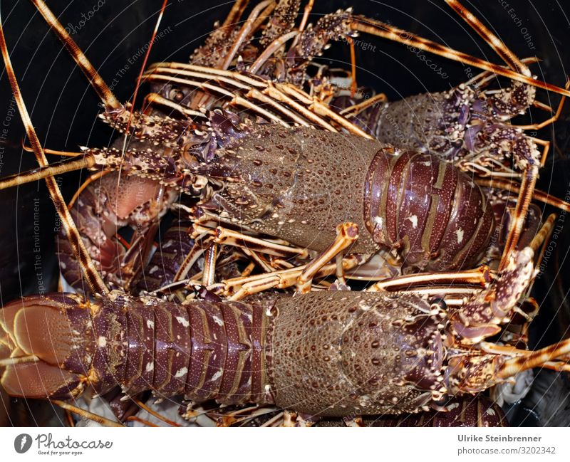 Frisch gefangene Hummer in schwarzem Eimer Lebensmittel Fisch Meeresfrüchte Ernährung Italienische Küche Ferien & Urlaub & Reisen Insel Tier Wildtier Tiergruppe