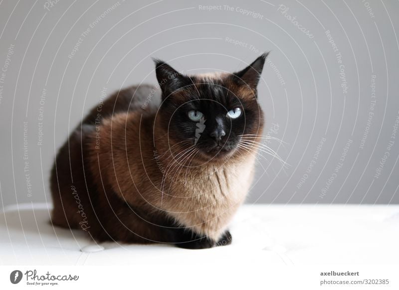 Siamkatze Thaikatze Seal Point Erholung Tier Haustier Katze 1 liegen sitzen braun Hauskatze rassekatze siamkatze thaikatze Thailand katzenrasse seal point