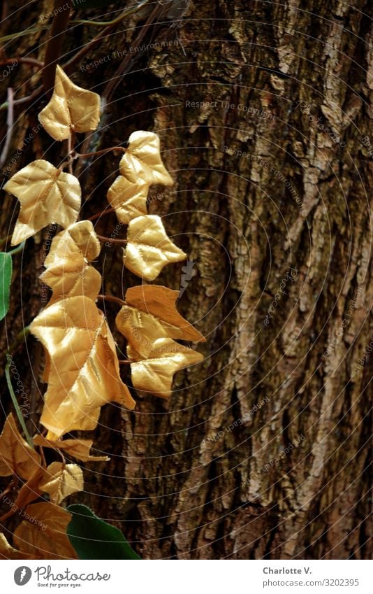 Zum 300. etwas Gold | UT HH19 Umwelt Pflanze Baum Blatt Baumrinde Holz Kunststoff Lorbeer hängen leuchten streichen außergewöhnlich elegant fantastisch glänzend