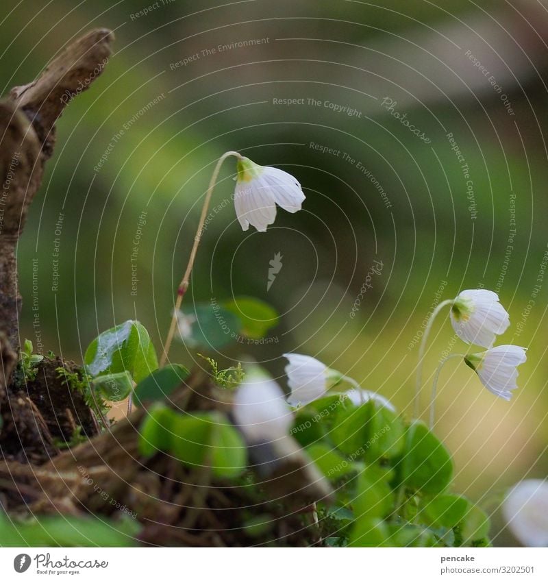 kling glöckchen Natur Pflanze Urelemente Frühling Klimawandel Blume Blüte Wald schön Sauerklee Unschärfe weiß Blühend Wachstum frisch Gesundheit Farbfoto