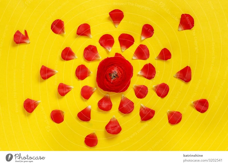 Rote Blumen auf gelbem Hintergrund Frühling Sommer Blatt Blüte rot mehrfarbig Nahaufnahme