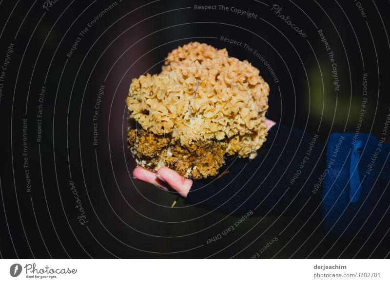 Gefunden wuede ein Pilz nahmens Krause Glucke. Er liegt in einer Hand. Der Hintergrund ist dunkel. Ernährung Vegetarische Ernährung Freude Zufriedenheit