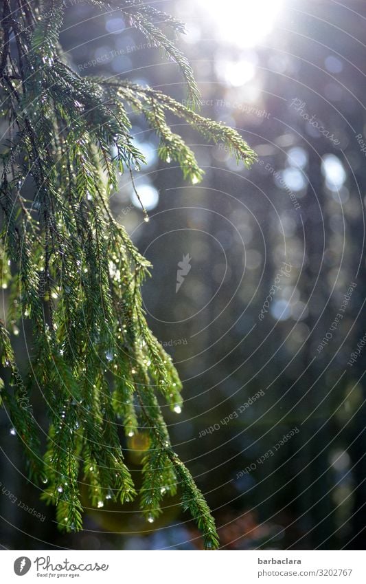 Im Wald Bäume Natur Sonnenlicht grün ruhig tröpfchen glitzern Schwarzwald Tanne Umwelt Klima