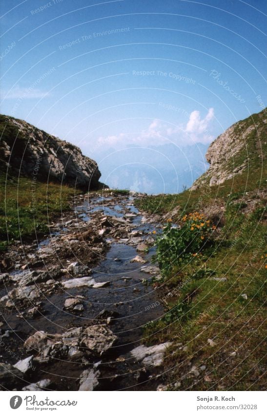 Gebirgsbach Bach Erfrischung Sommer grün Kühlung nass Berge u. Gebirge Wasser Stein