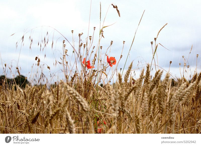 Mohnblumen im Kornfeld vor dunklen Wolken Lebensmittel Ernährung Landleben Erntedankfest Landwirtschaft Forstwirtschaft Umwelt Natur Landschaft Pflanze Blume