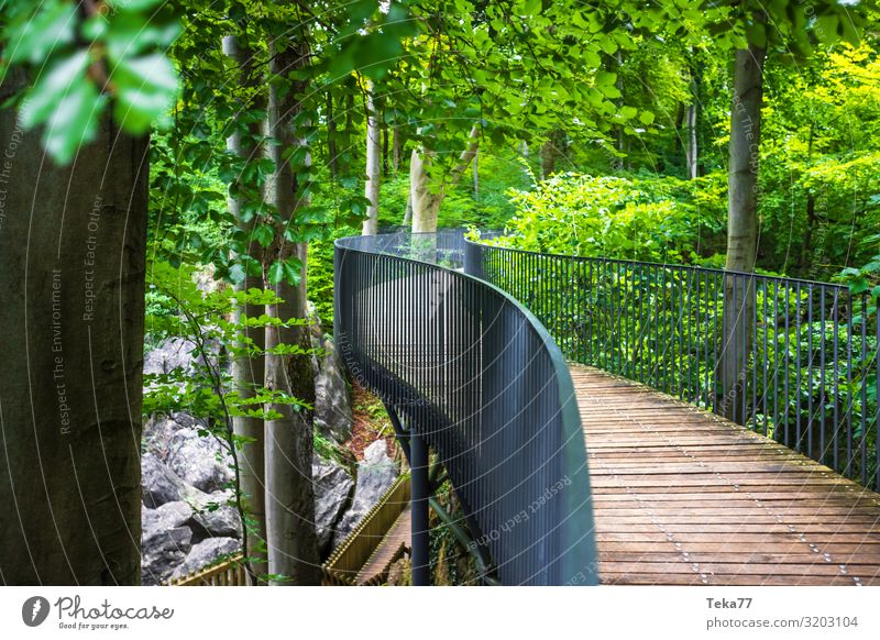 Felsenmeer #1. Umwelt Natur Landschaft Pflanze Urelemente Baum Wald Urwald Hemer Sauerland Dorf ästhetisch Waldlehrpfad Farbfoto Außenaufnahme