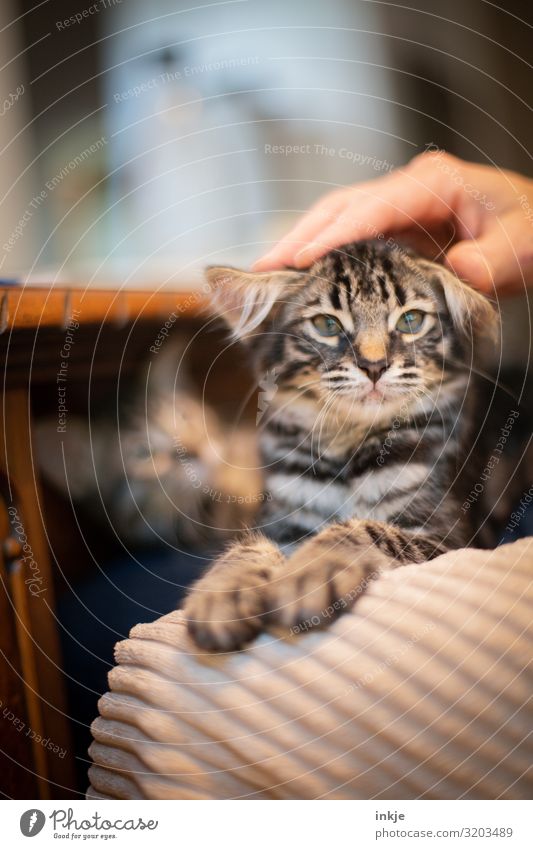 Gremlin Häusliches Leben Hand 1 Mensch Haustier Katze Tiergesicht Katzenbaby Tierjunges Blick klein lustig nerdig niedlich Warmherzigkeit Tierliebe Streicheln