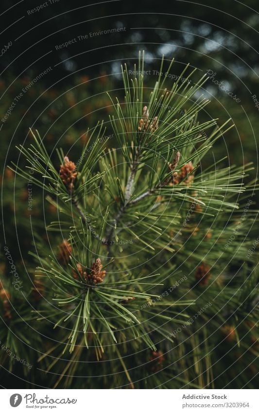 Zweig eines Nadelbaums nadelhaltig Wald Fichte Baum Ast Immergrün Sommer Tanne Natur Kiefer wild weich Pflanze Jahreszeiten natürlich frisch Sträucher Wachstum