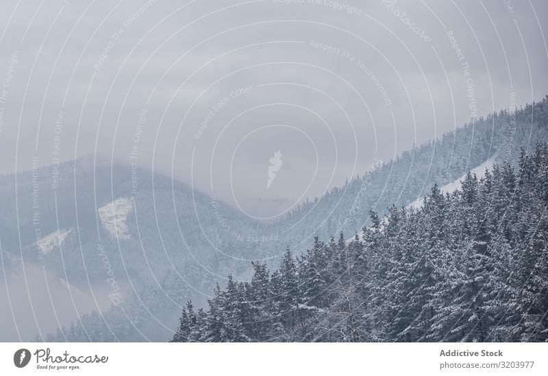 Ruhiges, verschneites Berggelände mit Wäldern Schneesturm Berge u. Gebirge nadelhaltig Wald Dunst unsichtbar Natur Landschaft Tanne Jahreszeiten stumm Umwelt