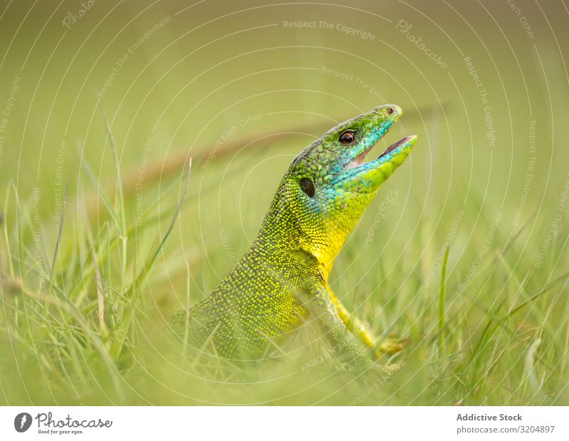 Im Gras sitzende Smaragdeidechse Lizard Reptil exotisch grün Tier Tierwelt Fauna tropisch wild schön Lebewesen Leben lustig niedlich gelb Haut verschleiert