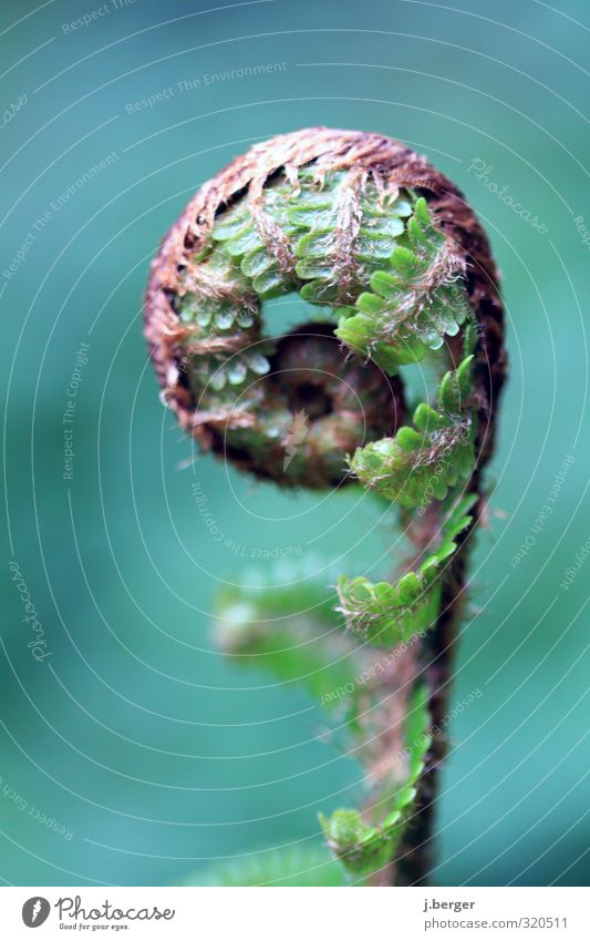 Farnatismus Natur Pflanze Frühling Blatt Grünpflanze Wildpflanze ästhetisch blau braun grün Wachstum Farbfoto mehrfarbig Außenaufnahme Nahaufnahme