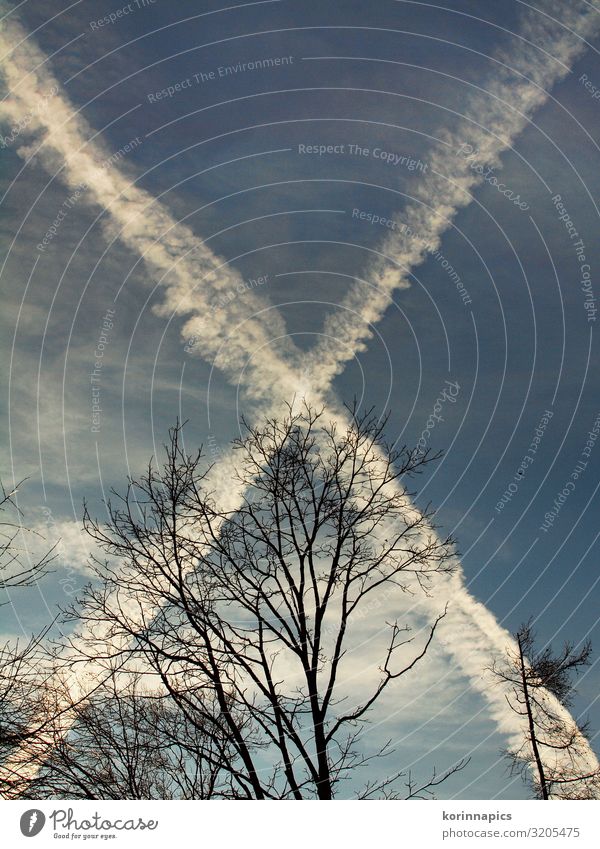 x mal Himmel Umwelt Natur Luft Baum Luftverkehr Flugzeug Kondensstreifen fliegen oben blau weiß Flugangst Himmelsrichtung Himmelsszene himmelwärts Farbfoto