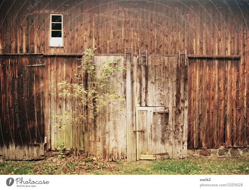 Tür und Tor Baum Gras Gebäude Scheune Scheunentor Fenster Holzwand alt historisch Vergangenheit Vergänglichkeit Zahn der Zeit verwittert Schiebetor Farbfoto