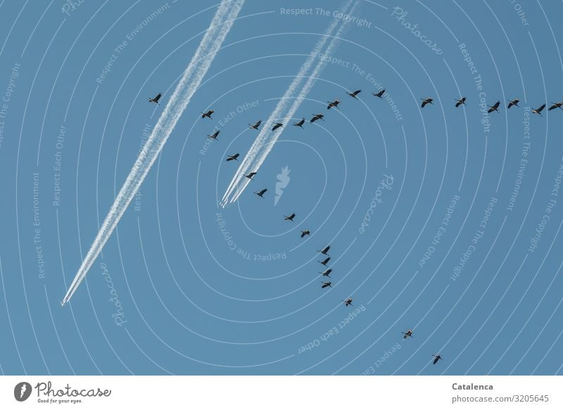 Flugverkehr, die Kraniche und die Touristen Winter Umwelt Tier Luft Himmel nur Himmel Schönes Wetter Luftverkehr Flugzeug Passagierflugzeug Vogel Zugvogel