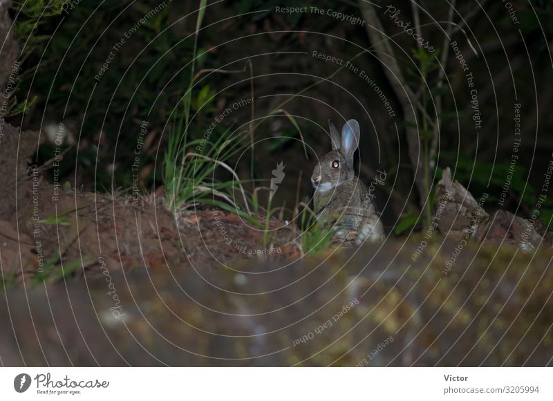 Europäisches Kaninchen (Oryctolagus cuniculus). La Llania. Valverde. El Hierro. Kanarische Inseln. Spanien. Natur Tier Wildtier 1 natürlich wild Tiere Kanaren