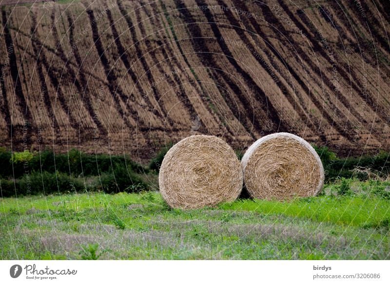 zu viel Gülle Landwirtschaft Forstwirtschaft Herbst Klimawandel Feld Güllewagen authentisch dreckig dunkel braun gelb grün schuldig gefährlich Hemmungslosigkeit