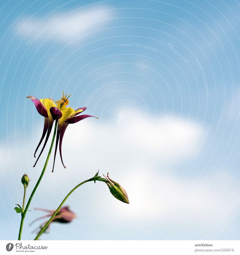 Akelei Natur Pflanze Himmel Wolken Frühling Sommer Schönes Wetter Wind Blume Blatt Blüte Garten Park frei Fröhlichkeit schön blau mehrfarbig gelb grün violett