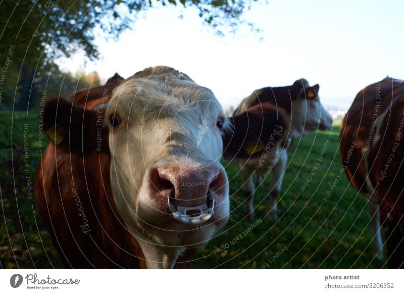 Kühe auf Kuhweide Umwelt Natur Landschaft Tier Sommer Herbst Schönes Wetter Pflanze Gras Blatt Grünpflanze Wiese Feld Wald Nutztier 3 Tierfamilie ästhetisch