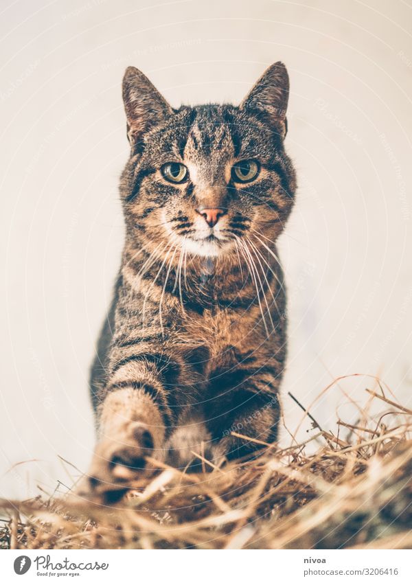 getigerte Stallkatze Spielen Natur Tier Haustier Katze Tiergesicht Fell Krallen Pfote Fährte 1 Stroh Strohhaufen Bewegung entdecken Fressen leuchten Liebe