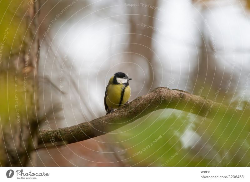 great tit on a branch in the forest Winter Natur Tier Vogel klein Coal tit Parus Ater Periparus Ater Winterbird animal bird feeding Branche branches cold