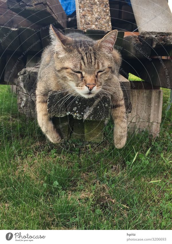 ...und noch eine Katze... Tier 1 Erholung genießen schlafen träumen Gelassenheit Farbfoto Außenaufnahme Tag Totale Tierporträt