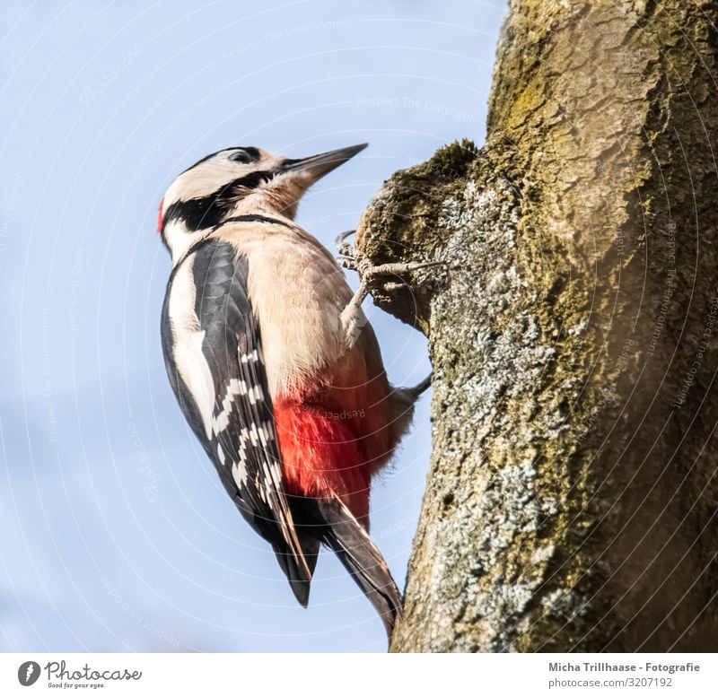 Buntspecht am Baumstamm Natur Tier Himmel Sonne Sonnenlicht Schönes Wetter Baumrinde Wildtier Vogel Tiergesicht Flügel Krallen Specht Kopf Schnabel Auge Feder