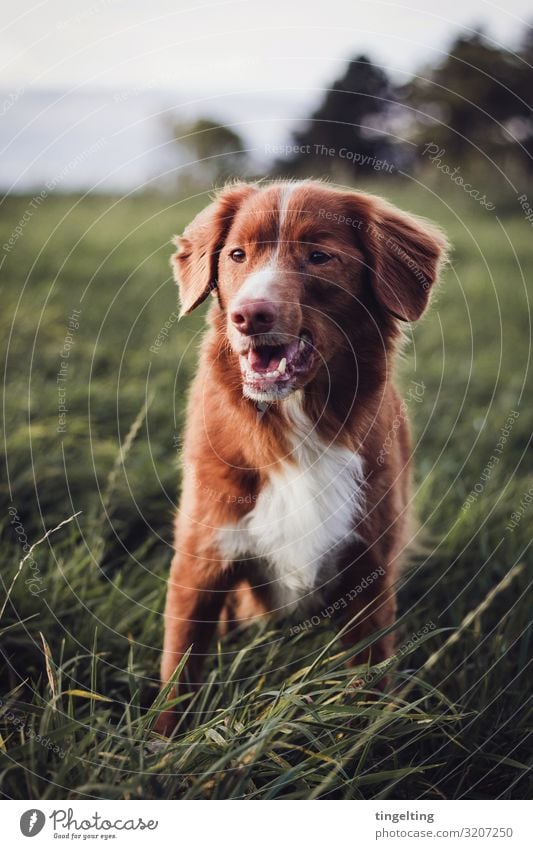 Toller im Feld Natur Landschaft Herbst Rasen Wiese Tier Haustier Hund 1 beobachten Lächeln frei niedlich braun grün rot weiß Nova Scotia Duck Tolling Retriever