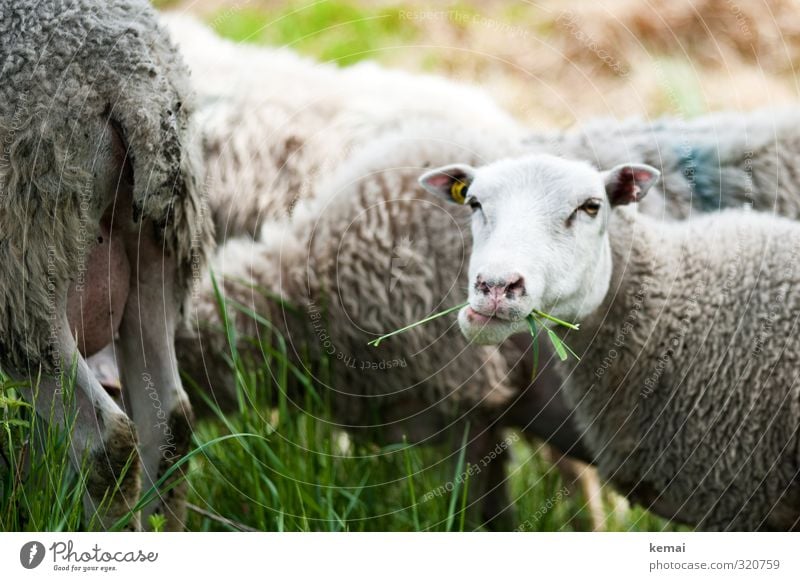 Mit vollem Mund im Helgiland Gras Grünpflanze Tier Nutztier Tiergesicht Fell Schaf Schafherde 1 Herde Fressen Blick Kauen Schaffell Schwanz Ohr Farbfoto