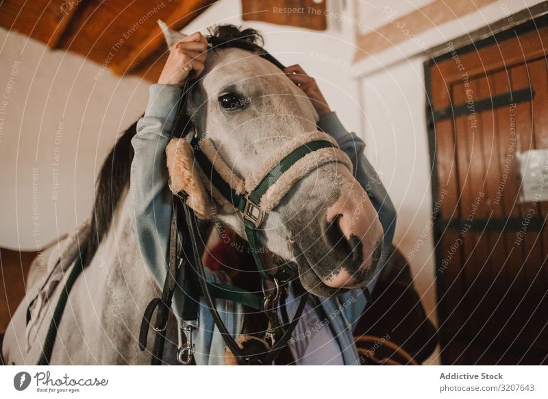 Weißes Pferd im Ranch-Stall Pflege Kabelbaum Pferdestall Bauernhof Tier Zaumzeug ländlich Sport Sattel Reinrassig Reiterin Haustier weiß ruhig vorbereiten